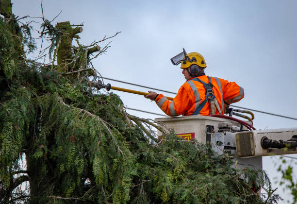  Bronte, TX Tree Removal Services Pros