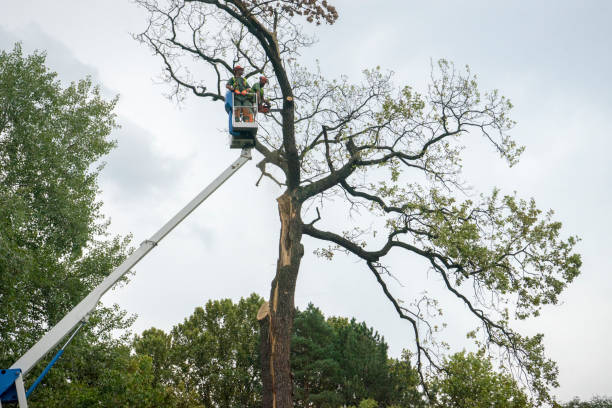 Best Seasonal Cleanup (Spring/Fall)  in Bronte, TX