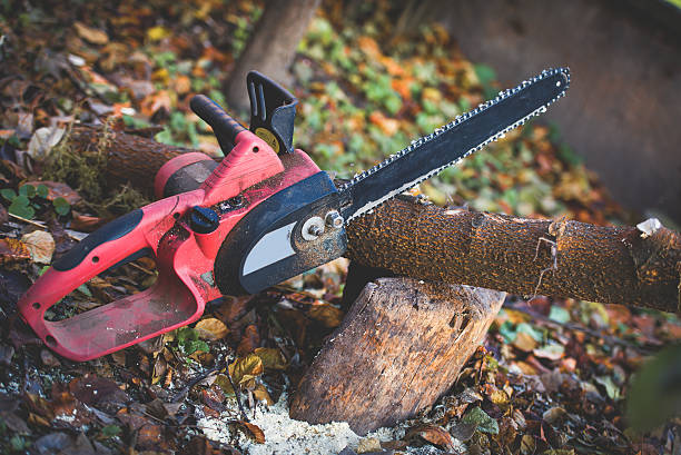 Bronte, TX Tree Removal Services Company