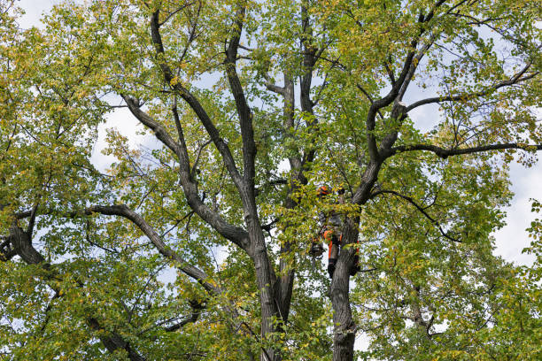 How Our Tree Care Process Works  in  Bronte, TX